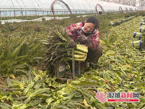 萵苣豐收遇滯銷 訂單農業破解減產增收難題——臨沂郯城縣紅花鎮探索農業培育新路徑